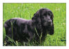 Horizontal Rectangle Pets Photo Labels 2.75x1.875