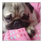 Small Square Pets Photo Labels 2x2
