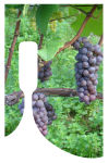 Photo Large Bottoms up Rectangle Wine Label 3.2x5