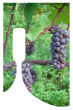Photo Rectangle Wine Label 2.25x3.5